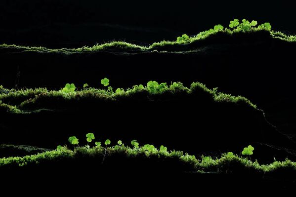 Номинация "Растения и грибы". Тобиас Рихтер "Зеленые линии". - Sputnik Грузия