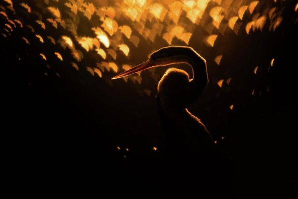 Номинация "Птицы". Рахул Сачдев "Золотистая змеешейка". - Sputnik Грузия