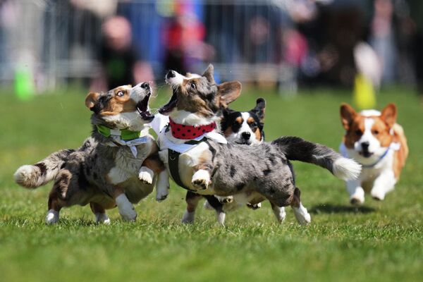 Корги соревнуются во время забега Czech Corgi Run в Праге. - Sputnik Грузия