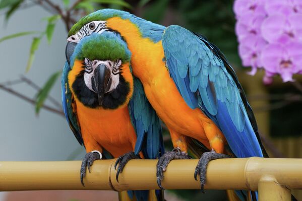 Сине-желтые ара в вольере пекинского парка дикой природы Beijing Wildlife Park, Китай - Sputnik Грузия