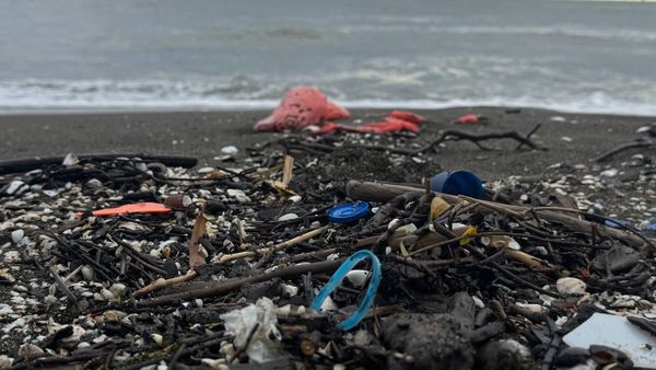 Экологическое состояние Черного моря находится в критическом состоянии из-за масштабных загрязнений. - Sputnik Грузия