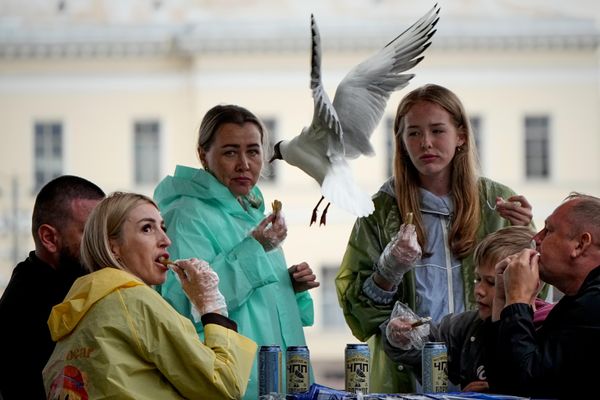 Чайка подлетает к людям, обедающим в уличном кафе в Санкт-Петербурге. - Sputnik Грузия