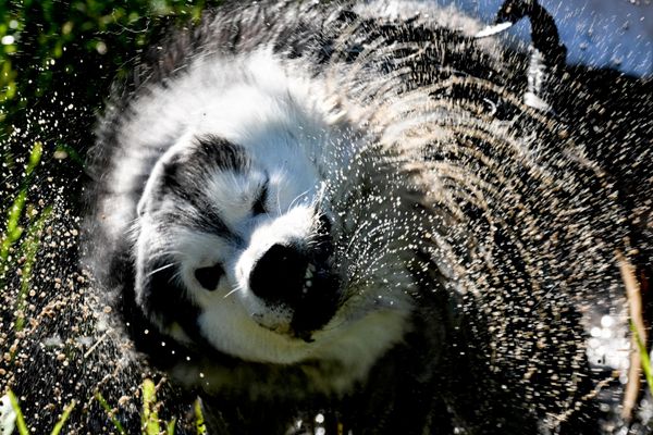 Wet Dogs-ის ტრიატლონის მონაწილე ლახავს ტალახის დაბრკოლებას ნოვოსიბირსკთან ახლოს, დაბა სტეპნოიში გამართული შეჯიბრების დროს. - Sputnik საქართველო