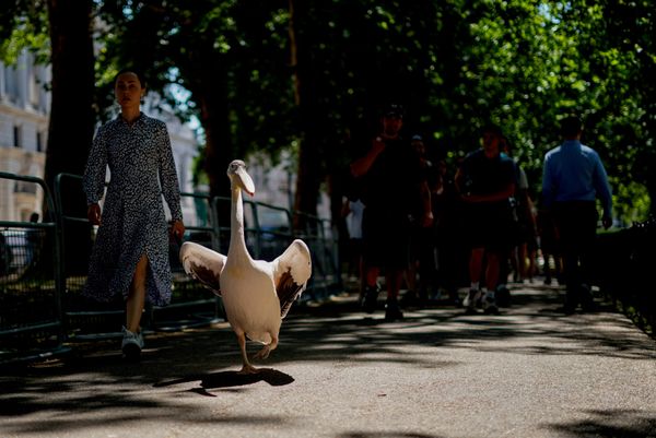 Пеликан прогуливается по Сент-Джеймсскому парку в Лондоне. - Sputnik Грузия