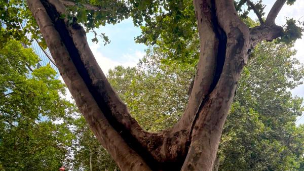 რუსთაველის გამზირი - Sputnik საქართველო