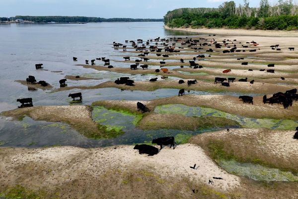 Обмеление рек было вызвано сильнейшей жарой в Европе и отсутствием осадков.  - Sputnik Грузия