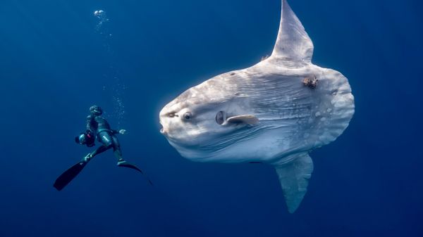 Снимок A giant oceanic sunfish фотографа Anita Verde, ставший финалистом в категории Human Connection: People & Ocean Planet Award конкурса Ocean Photographer of the Year 2026 - Sputnik Грузия
