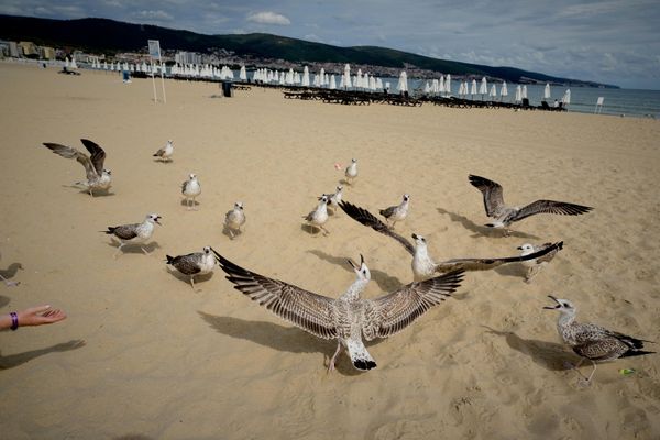 Отдыхающие кормят чаек на морском курорте Солнечный берег в Болгарии. - Sputnik Грузия