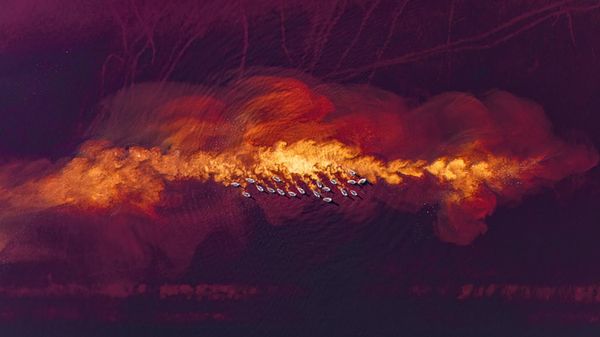 Работа "Поток" фотографа из Венгрии Тимеи Амбруш. На фотографии – соленое озеро, на поверхности которого скользит стая гусей. Третье место в номинации "Вид сверху. Одиночные". - Sputnik Грузия