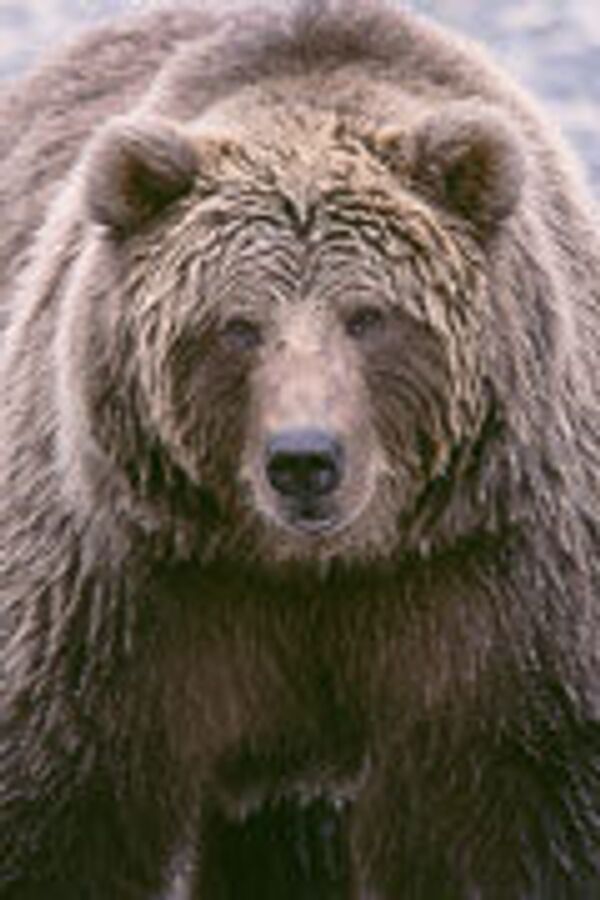 Коричневый медведь - Sputnik Грузия