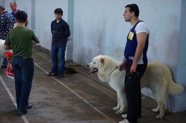 В середине мая в Тбилиси прошла Международная выставка собак, собрав около 300 участников. На фото - выставка собак, май 2010, Тбилиси. В середине мая в Тбилиси прошла Международная выставка собак, собрав около 300 участников. На фото - выставка собак, май 2010, Тбилиси. - Sputnik Грузия