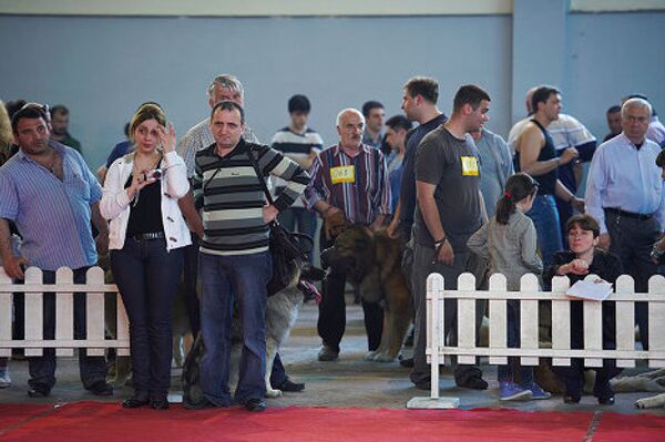 С другой стороны, во время длительных переходов со стадами, кавказцы оставались предельно изолированными, общаясь лишь с чабаном-вожаком. Вероятно, именно в этом обстоятельстве следует искать корни беспрецедентной верности кавказцев и поныне пользующихся заслуженной репутацией собак одного хозяина. С другой стороны, во время длительных переходов со стадами, кавказцы оставались предельно изолированными, общаясь лишь с чабаном-вожаком. Вероятно, именно в этом обстоятельстве следует искать корни беспрецедентной верности кавказцев и поныне пользующихся заслуженной репутацией собак одного хозяина. - Sputnik Грузия