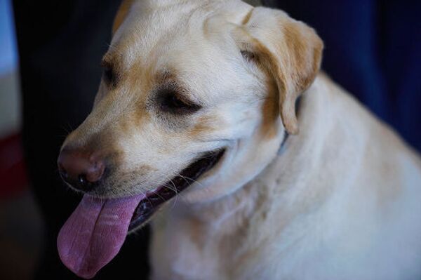 По словам вице-президента Кинологической федерации, это хорошо, что в Грузии растет число владельцев собак. Отношения с собаками пробуждают в человеке добропорядочные качества и хорошие чувства, - говорит Субелиани. По словам вице-президента Кинологической федерации, это хорошо, что в Грузии растет число владельцев собак. Отношения с собаками пробуждают в человеке добропорядочные качества и хорошие чувства, - говорит Субелиани. - Sputnik Грузия