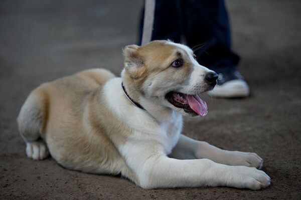 Эти выставки постоянно вызывают большой интерес, который с каждым годом растет, - говорит Коба Субелиани. На фото- выставка собак, май 2010, Тбилиси. Эти выставки постоянно вызывают большой интерес, который с каждым годом растет, - говорит Коба Субелиани. На фото- выставка собак, май 2010, Тбилиси. - Sputnik Грузия