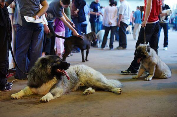 В выставке приняли участие десятки разных пород собак, но наибольший интерес вызывали огромные и мощные кавказские овчарки. Посмотреть на них собиралось огромное количество людей. В выставке приняли участие десятки разных пород собак, но наибольший интерес вызывали огромные и мощные кавказские овчарки. Посмотреть на них собиралось огромное количество людей. - Sputnik Грузия