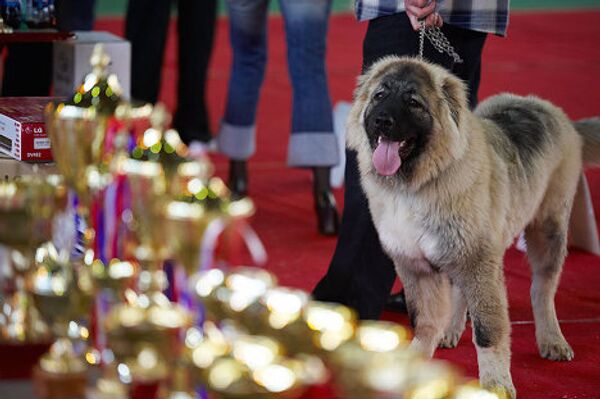 Подарок китайскому императору - травильный тибетский дог - упоминается еще в 1121 г. до н.э. Подарок китайскому императору - травильный тибетский дог - упоминается еще в 1121 г. до н.э. - Sputnik Грузия