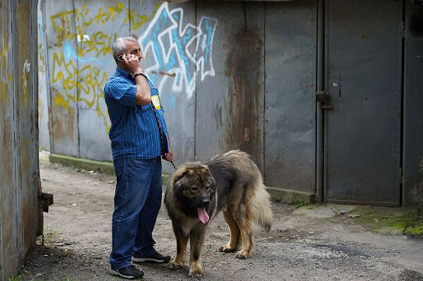 Именно с этого момента и начинается самое интересное: исторические, социальные и географические особенности региона Кавказа, являющегося своеобразным евразийским перекрестком, формируют совершенно уникальную породу собак, оптимально видоизмененную и приспособленную к местным условиям - эпирскую , или молосскую собаку, впоследствии получившую название кавказская овчарка. Именно с этого момента и начинается самое интересное: исторические, социальные и географические особенности региона Кавказа, являющегося своеобразным евразийским перекрестком, формируют совершенно уникальную породу собак, оптимально видоизмененную и приспособленную к местным условиям - эпирскую , или молосскую собаку, впоследствии получившую название кавказская овчарка. - Sputnik Грузия