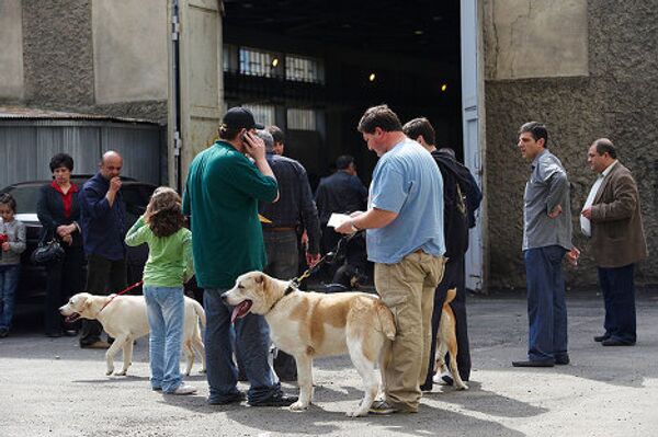 Как рассказал Новости-Грузия вице-президент Кинологической федерации Грузии, министр по делам беженцев и расселению Коба Субелиани, в Грузии выставки собак проводятся два раза каждый год уже на протяжении пятнадцати лет. На фото - выставка собак, май 2010, Тбилиси. Как рассказал Новости-Грузия вице-президент Кинологической федерации Грузии, министр по делам беженцев и расселению Коба Субелиани, в Грузии выставки собак проводятся два раза каждый год уже на протяжении пятнадцати лет. На фото - выставка собак, май 2010, Тбилиси. - Sputnik Грузия