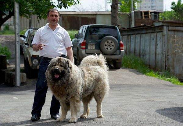 С этого момента и начинается истории кавказского волкодава, следовательно, порода насчитывает никак не меньше 2,5 тысячелетий. С этого момента и начинается истории кавказского волкодава, следовательно, порода насчитывает никак не меньше 2,5 тысячелетий. - Sputnik Грузия