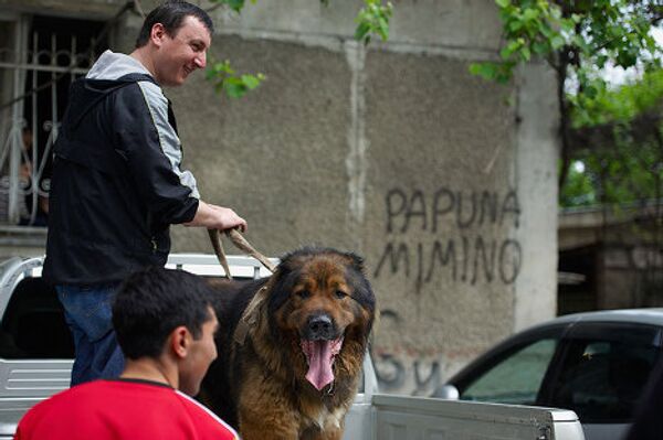 Хотя сегодня главное, что мы спасли эту породу от физического вымирания, пусть и с помощью того, что такие собаки жили в квартирах. А сейчас наступил такой этап, что она должна вернуться к природе, тем более в этом есть потребность. И мы стараемся помочь в том, чтобы эти собаки переместились из квартир на природу, в деревни, - говорит Субелиани. Хотя сегодня главное, что мы спасли эту породу от физического вымирания, пусть и с помощью того, что такие собаки жили в квартирах. А сейчас наступил такой этап, что она должна вернуться к природе, тем более в этом есть потребность. И мы стараемся помочь в том, чтобы эти собаки переместились из квартир на природу, в деревни, - говорит Субелиани. - Sputnik Грузия