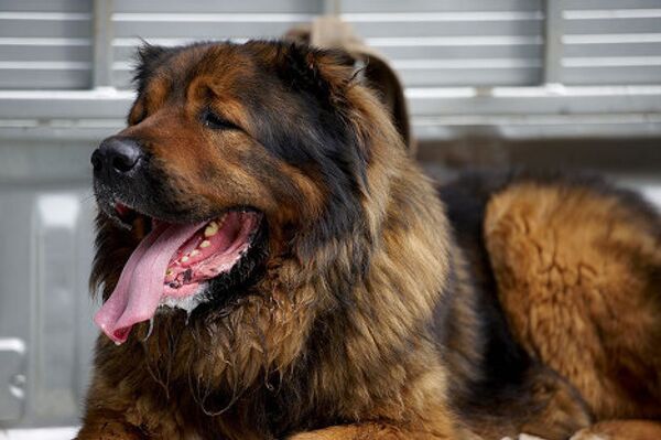Моя собака живет во дворе. Дома держать такую собаку для нее самой в первую очередь очень тяжело, - рассказал Субелиани. Моя собака живет во дворе. Дома держать такую собаку для нее самой в первую очередь очень тяжело, - рассказал Субелиани. - Sputnik Грузия