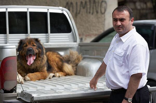 Коба Субелиани приехал на выставку со своей кавказской овчаркой по кличке Бука, которой исполнилось уже... 11 лет. Коба Субелиани приехал на выставку со своей кавказской овчаркой по кличке Бука, которой исполнилось уже... 11 лет. - Sputnik Грузия