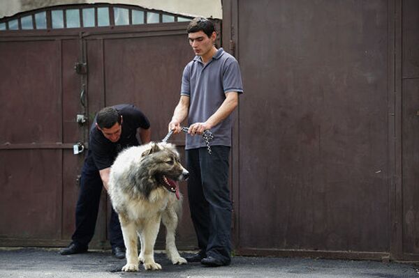 С одной стороны, Кавказ очень различен по климатическим и географическим условиям. В изолированных высокогорных районах и селениях ценились чуткие, агрессивные, мощные охранно-защитные собаки, выполняющие и функции пастухов - сторожей стад, ведь скотоводство, и прежде всего - овцеводство, и по сей день имеет большое значение на Кавказе. С одной стороны, Кавказ очень различен по климатическим и географическим условиям. В изолированных высокогорных районах и селениях ценились чуткие, агрессивные, мощные охранно-защитные собаки, выполняющие и функции пастухов - сторожей стад, ведь скотоводство, и прежде всего - овцеводство, и по сей день имеет большое значение на Кавказе. - Sputnik Грузия