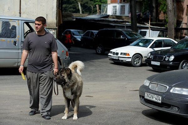 Таким образом, сохраняя необходимые физические параметры, эти собаки ориентировались на двух главных врагов - волка, как самого распространенного хищника, и пришлого человека - чужака. Таким образом, сохраняя необходимые физические параметры, эти собаки ориентировались на двух главных врагов - волка, как самого распространенного хищника, и пришлого человека - чужака. - Sputnik Грузия