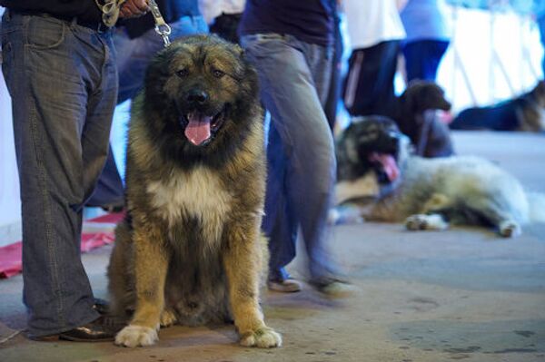 Так и появилась основная психическая характеристика кавказских волкодавов - злобность и нелюбовь к чужакам как некая этологическая общность. С тех пор и возникла совершенно уникальная философия этих собак - деление мира не по принципу хороший - плохой, а по принципу свой(хороший) - чужой(плохой), сделавшая их непревзойденными охранниками, не имеющими аналогов в мировой кинологии. Так и появилась основная психическая характеристика кавказских волкодавов - злобность и нелюбовь к чужакам как некая этологическая общность. С тех пор и возникла совершенно уникальная философия этих собак - деление мира не по принципу хороший - плохой, а по принципу свой(хороший) - чужой(плохой), сделавшая их непревзойденными охранниками, не имеющими аналогов в мировой кинологии. - Sputnik Грузия