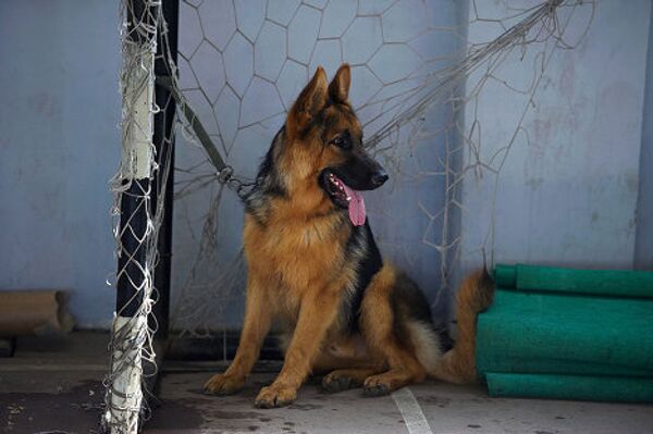 Когда мы только начинали проводить выставки, в них принимали участие всего от 15 до 30 собак, а сегодня у нас в федерации зарегистрировано до пяти тысяч собак, которые в разное время принимают участие в выставках, - говорит Субелиани. на фото - выставка собак, май 2010, Тбилиси. Когда мы только начинали проводить выставки, в них принимали участие всего от 15 до 30 собак, а сегодня у нас в федерации зарегистрировано до пяти тысяч собак, которые в разное время принимают участие в выставках, - говорит Субелиани. на фото - выставка собак, май 2010, Тбилиси. - Sputnik Грузия