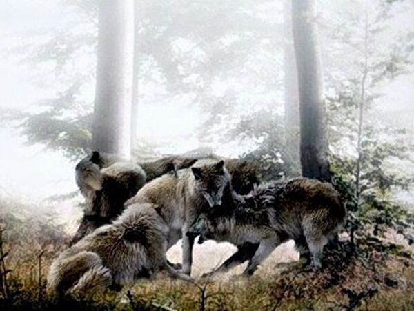 Волки, лес - Sputnik Грузия