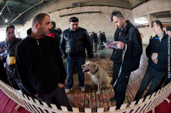 Большое внимание гостей и зрителей, которые пришли на выставку, вызвали представители породы - грузинская горная собака. - Sputnik Грузия