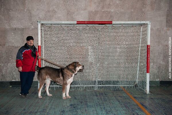 На фото - участник выставки с грузинской горной собакой. - Sputnik Грузия