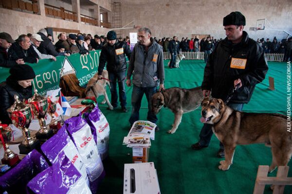 Победителям выставки и владельцам лучших представителей породы организаторами мероприятия были вручены десятки ценных призов - DVD-плееры, ЖК-телевизоры, а также 15-ти килограммовые мешки с кормом специально для гигантских собак производства Royal Canin.  - Sputnik Грузия
