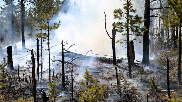 Борьба с лесными пожарами в Забайкальском крае - Sputnik Грузия