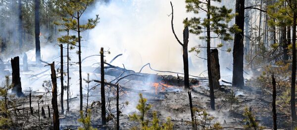 Борьба с лесными пожарами в Забайкальском крае - Sputnik Грузия