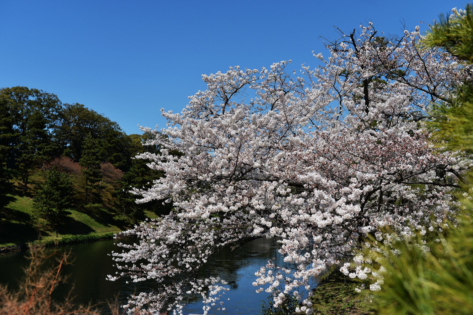 საკურას ყვავილობა: იაპონური ბაღი დამთვალიერებელს ელოდება - Sputnik საქართველო, 1920, 16.04.2021