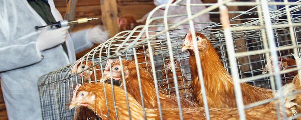 ქათმების ვაქცინაცია - Sputnik საქართველო