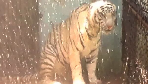 Тигриный душ и кондиционер для леопарда - как в Индии спасали животных от жары - Sputnik Грузия