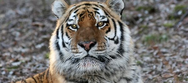 უსურიის ვეფხვი თბილისის ზოოპარკში უსურიის ვეფხვი თბილისის ზოოპარკში - Sputnik საქართველო