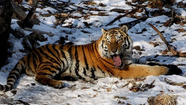 Тигры в сафари-парке в Приморском крае - Sputnik Грузия
