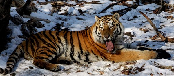 Тигры в сафари-парке в Приморском крае - Sputnik Грузия