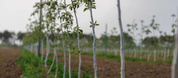 საქართველოში ბაღების განაშენიანება გრძელდება - Sputnik საქართველო