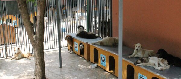 თამაზ ელიზბარაშვილის ძაღლების თავშესაფარი - Sputnik საქართველო