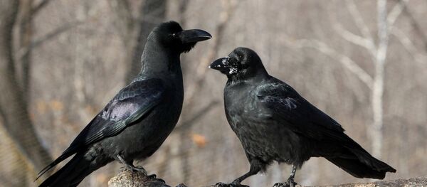 Вороны - Sputnik Грузия