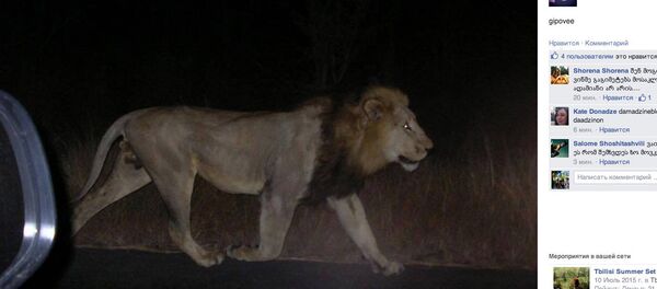 Сбежавший лев из зоопарка Сбежавший лев из зоопарка - Sputnik Грузия