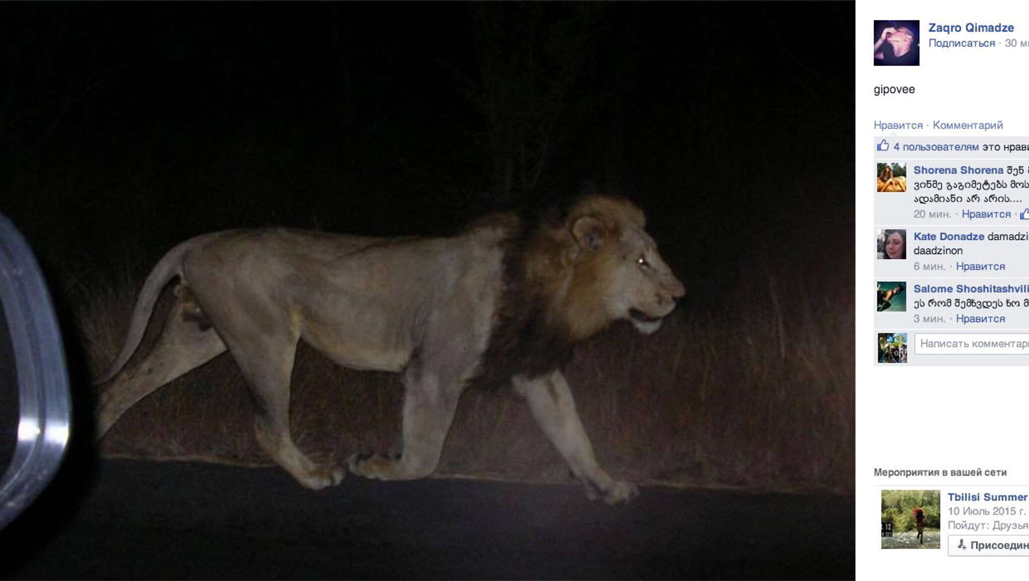 Почему уходит лев. Животные убежали из зоопарка. Побег Льва из зоопарка. Лев сбежал из зоопарка. Тбилиси звери из зоопарка на улице.