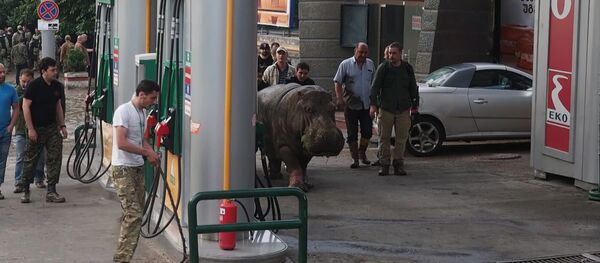 წყალდიდობის შემდეგ ცხოველები გაიქცნენ - Sputnik საქართველო