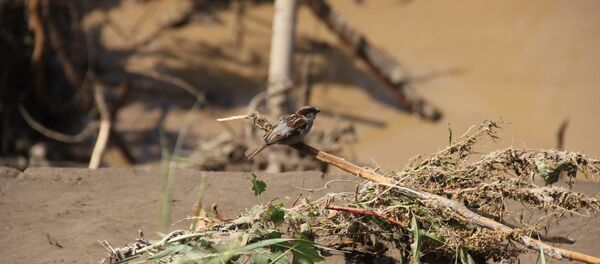 Ликвидация последствий наводнения - Sputnik Грузия
