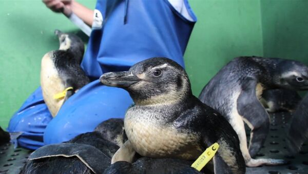 Спасение пингвинов: как биологи выхаживают приплывших к берегам Бразилии птиц - Sputnik Грузия